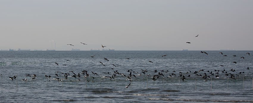 🌊 후나바시 산반제 해변공원(후나바시 산반제 카이힌코엔) 이미지 2